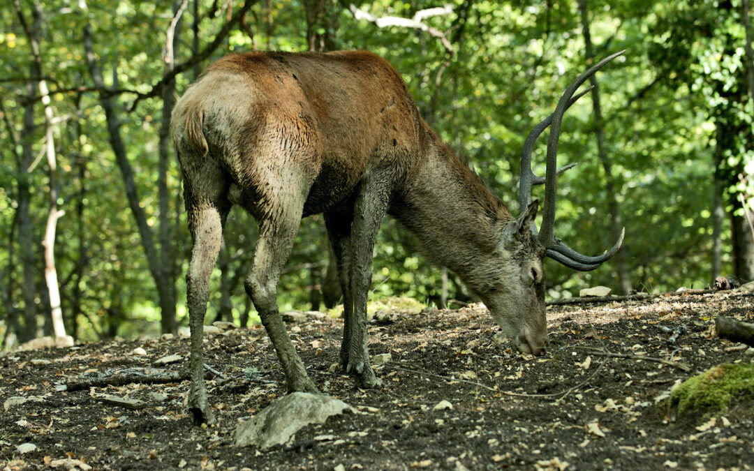 Cervo nella Riserva