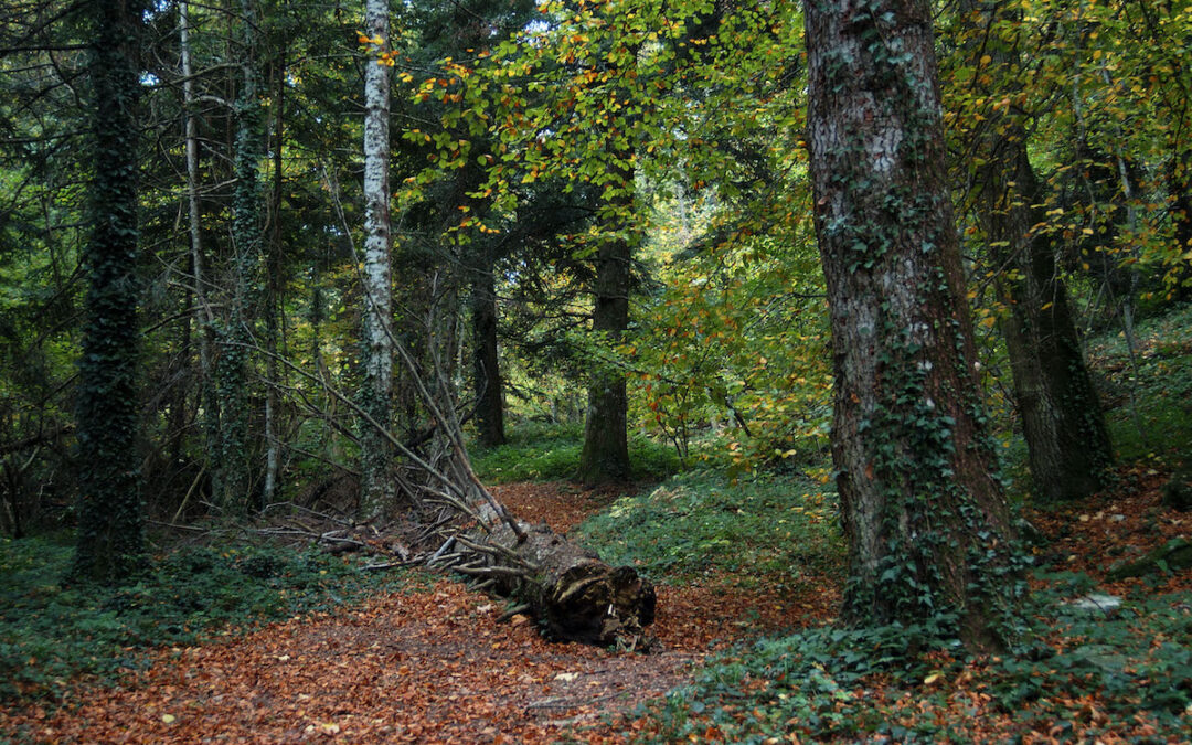 Sentiero nel bosco in autunno